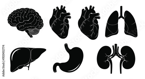 Illustrative depiction of human internal organs brain heart lungs liver stomach and kidneys silhouette high quality professional detailed modern