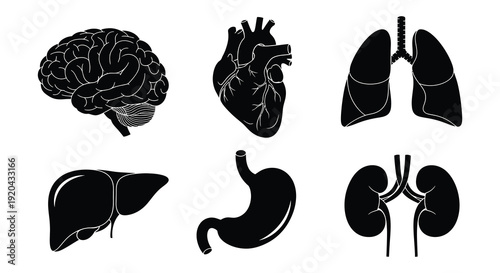 Illustrative depiction of human brain heart lungs liver stomach and kidneys in a stark silhouette high quality professional detailed modern elegant
