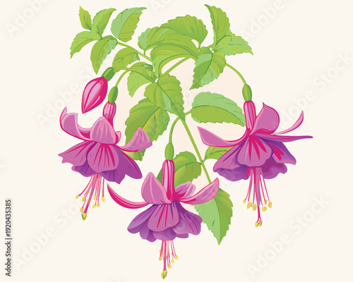 A vibrant illustration of fuchsia flowers with detailed green foliage