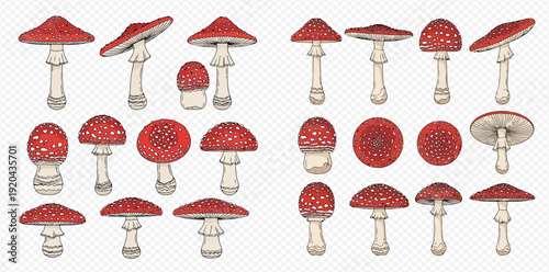 Fly Agaric Mushrooms Set: Hand-Drawn Vector Illustration of Amanita Muscaria in Various Views.