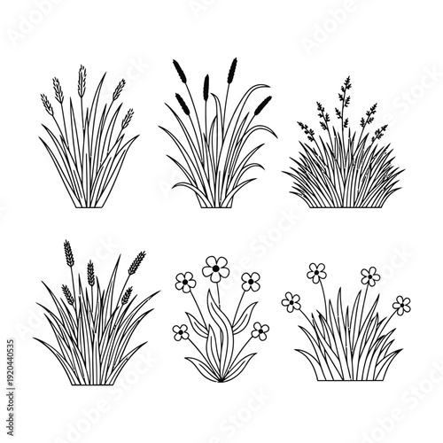 Black and white illustration of various grass and flower plants
