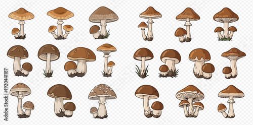 Set of various wild forest mushrooms in cartoon style, isolated on transparent background.