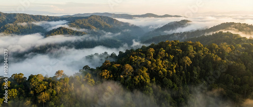 misty tropical rainforest hills at sunrise aerial landscape