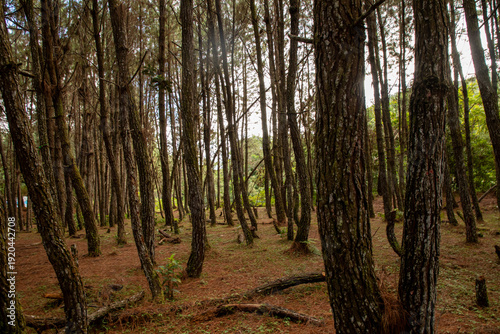 trees in the forest