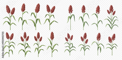 Set of sorghum plants with green leaves and red seed heads, isolated on transparent background.