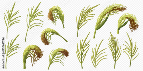 Set of green and brown pampas grass elements, isolated on transparent background, for design.