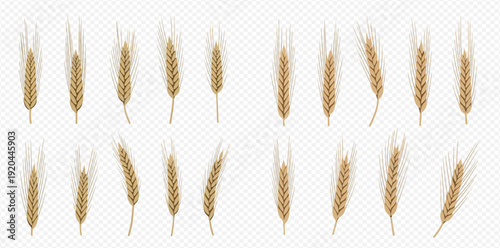Set of realistic golden wheat ears isolated on transparent background, agricultural harvest symbol.