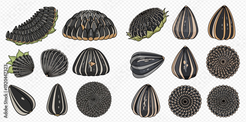 Set of various sunflower seeds and seed heads, black and white striped, detailed illustrations.