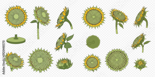 Set of sunflower heads in various stages of growth and angles, showing different perspectives of the plant.