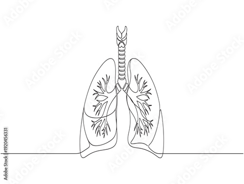 Anatomical illustration of human lungs and trachea