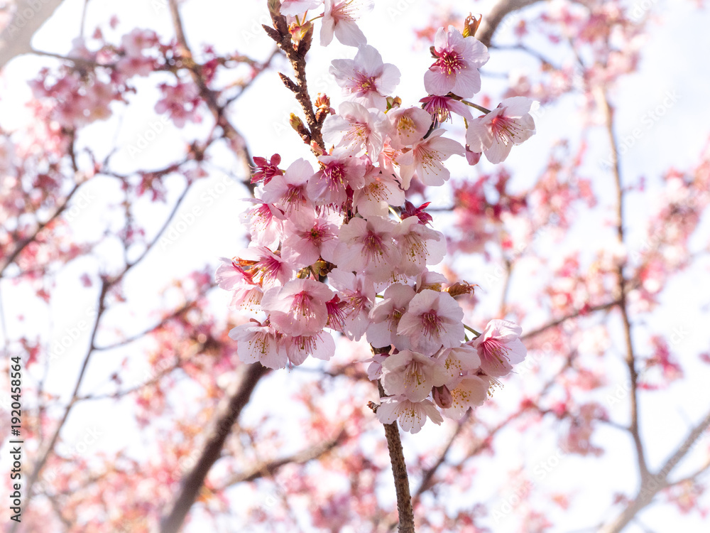 Obraz premium 桜満開