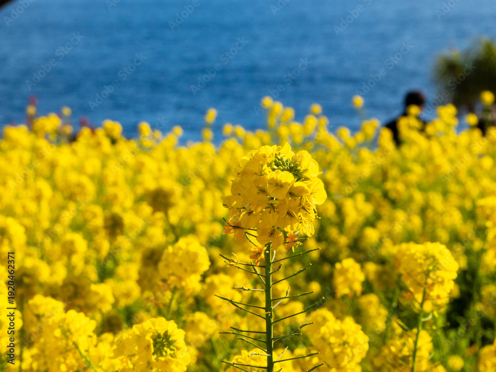 Fototapeta premium 菜の花 海辺