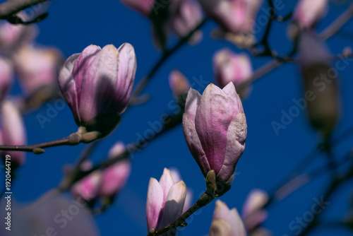 Blooming Magnolia Flowers in Spring Garden