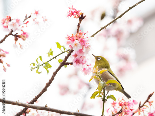 メジロ　春