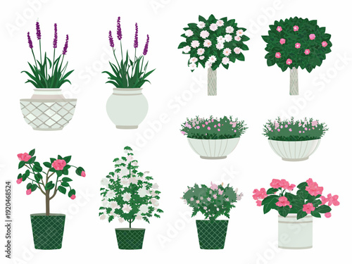 Assorted flowering plants in decorative pots a botanical illustration