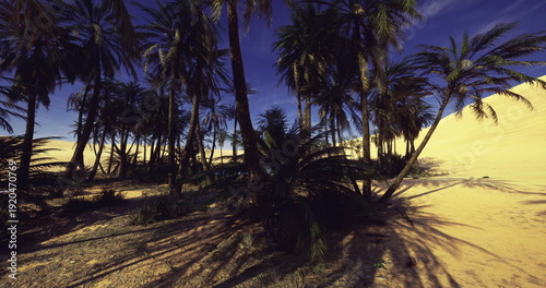 Bild auf Leinwand sunlit palm grove on sand ridge, bright midday light accentuating frond textures
