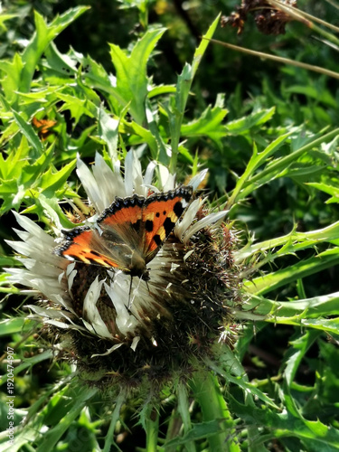 Small Tortoiseshell Butterfly on Thistle Flower in Natural Habitat