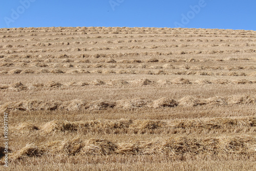 Leaving Hornillos del Camino toward Hontanas in July 2024 harvested wheat fields