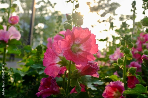 pink flowers in the garden