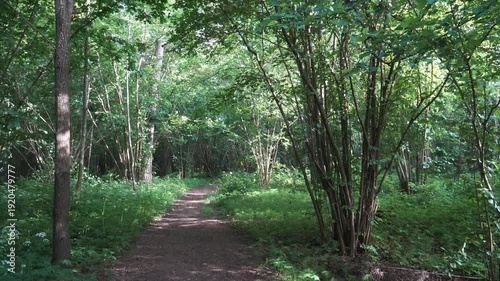 Wallpaper Mural A winding dirt trail leads through lush green forest, flanked by slender trees and wild hazelnut shrubs. Dappled sunlight filters through leafy canopy, creating a tranquil woodland atmosphere.  Torontodigital.ca