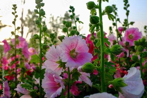 flowers in the garden