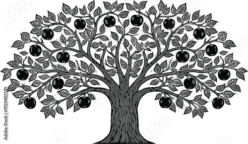 Apple tree vintage engraving vector illustration with detailed branches leaves and fruits isolated on white background botanical design