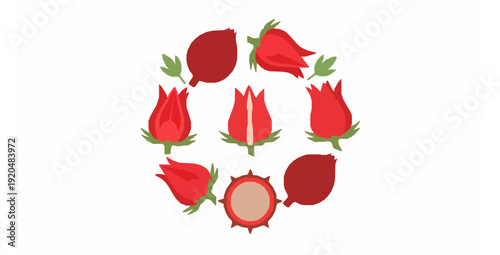 Minimal Roselle fruit and calyx vector set isolated on white background