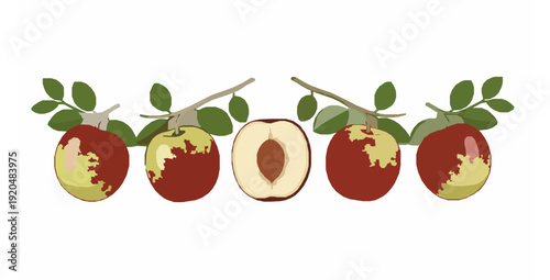 Indian jujube fruit flat vector illustration isolated on white background