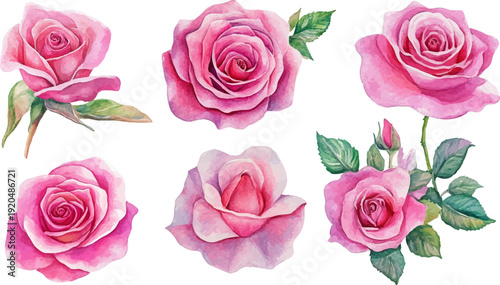 set of pink roses vector