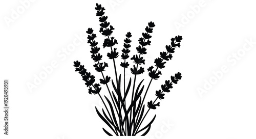 A detailed illustration depicts several lavender stems with blooming flowers presented as a striking silhouette high quality professional modern