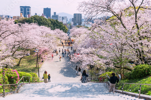 people at hilltop view cherry blossom tunnel, Nishi park, Fukuoka