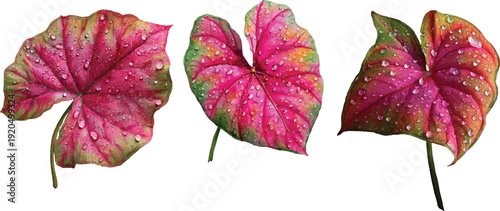 pink flower isolated on white