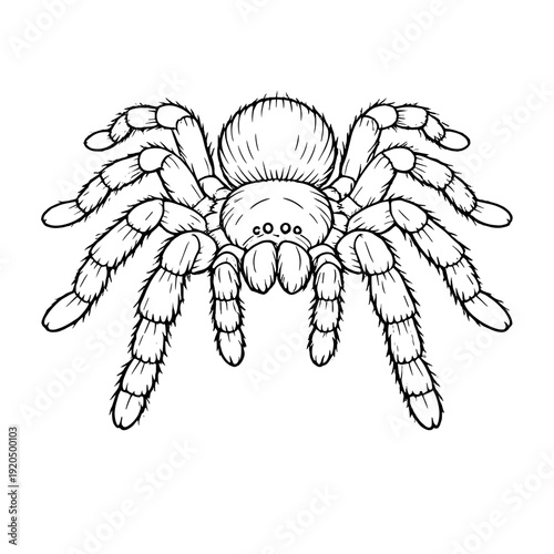 Detailed line art illustration of a tarantula spider isolated on white background, realistic insect drawing in black outline style for tattoo, coloring or design use.