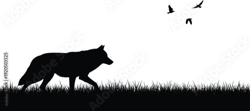 Silhouette of Lone Wolf Walking Through Grass at Sunset, Wildlife Landscape with Birds in Sky Background Minimalist Black and White