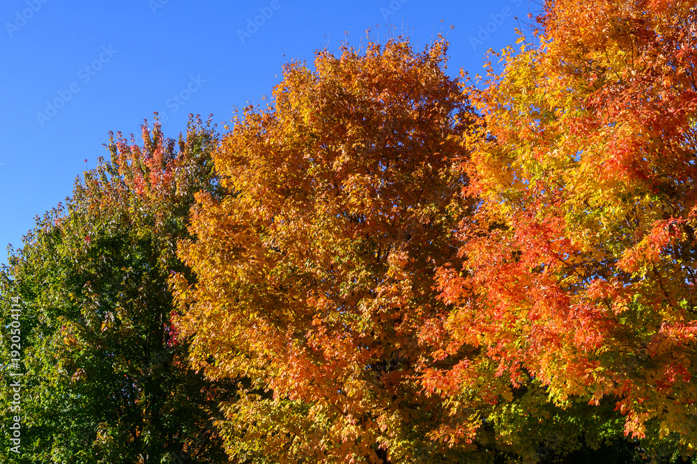 Fototapeta premium Autumn Trees Display Vibrant Colors in Toronto Park
