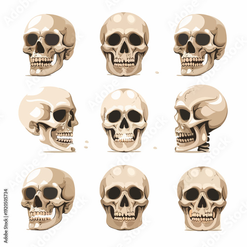 Set of human skulls illustrations on white backdrop for medical or design purposes