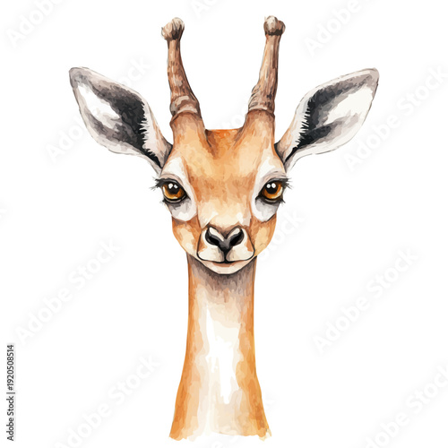 Gerenuk, watercolor drawing vector , isolated on a white background.