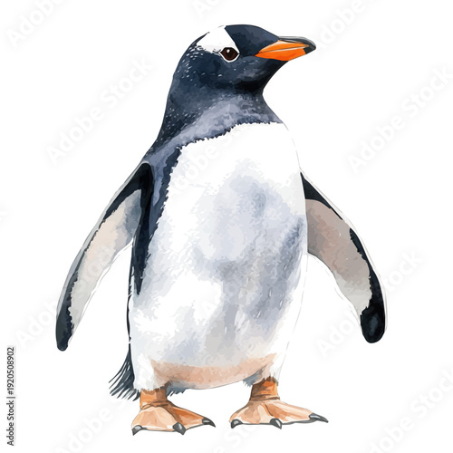 Gentoo Penguin, watercolor illustration, vector, isolated on a white background.