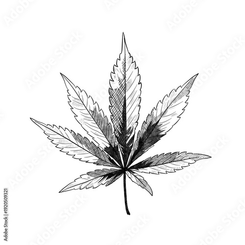 Cannabis leaf, hand drawn vector illustration of hemp or marijuana foliage isolated