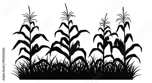 A striking black and white depiction of a dense cornfield with tall stalks and lush grass a silhouette
