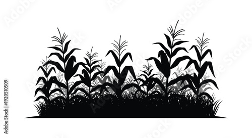 A dense black field of corn stalks and foliage stands against a stark white backdrop a dramatic silhouette