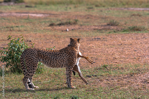 Photography Cheetah with prey. Impala winner. Masai Mara, Kenya
