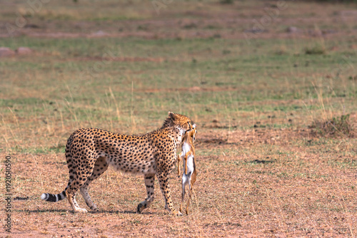 Photography Cheetah with prey. Impala winner. Masai Mara, Kenya