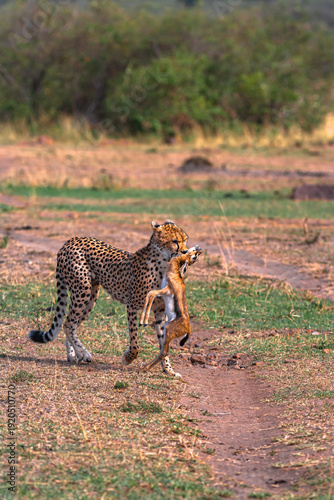 Photography Cheetah with prey. Impala winner. Masai Mara, Kenya