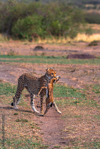 Canvas Print Cheetah with prey. Impala winner. Masai Mara, Kenya
