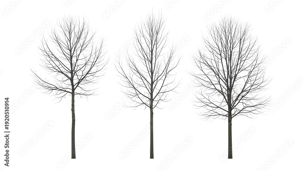 Obraz premium Three delicate bare trees with intricate branches isolated on transparent background