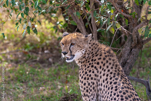 Photography Cheetah with prey under tree. Masai Mara, Kenya