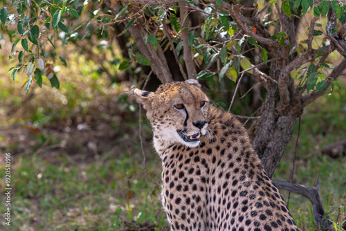 Photography Cheetah with prey under tree. Masai Mara, Kenya