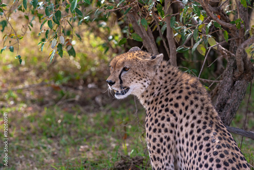 Canvas Print Cheetah with prey under tree. Masai Mara, Kenya