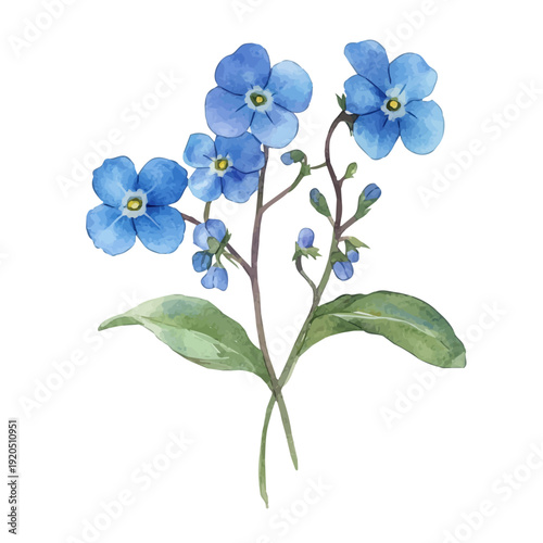 watercolor vector of Forget Me Not Flower , isolated on a white background.